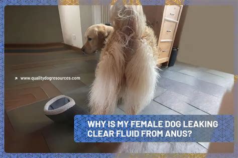 why is my dogs nipples leaking clear fluid|Female Dog Leaks Clear Fluid